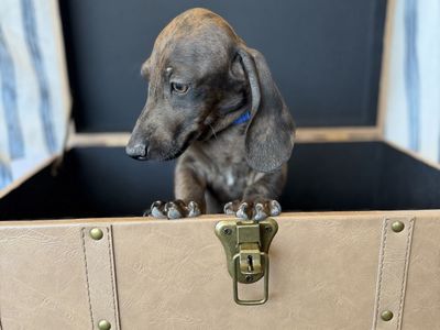 Mini dachshund puppies