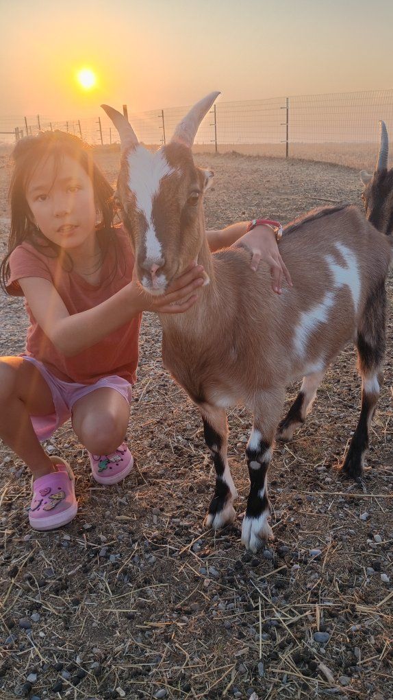 Kiko-Lamancha  wether goats