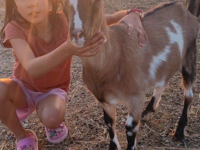 Kiko-Lamancha wether goats