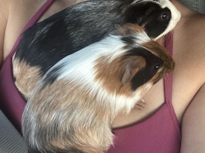 Male Guinea Pigs