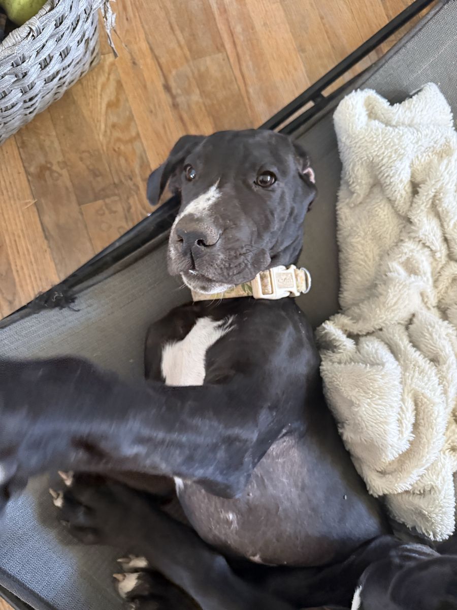 Great Dane pup