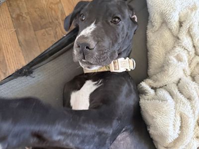 Great Dane pup