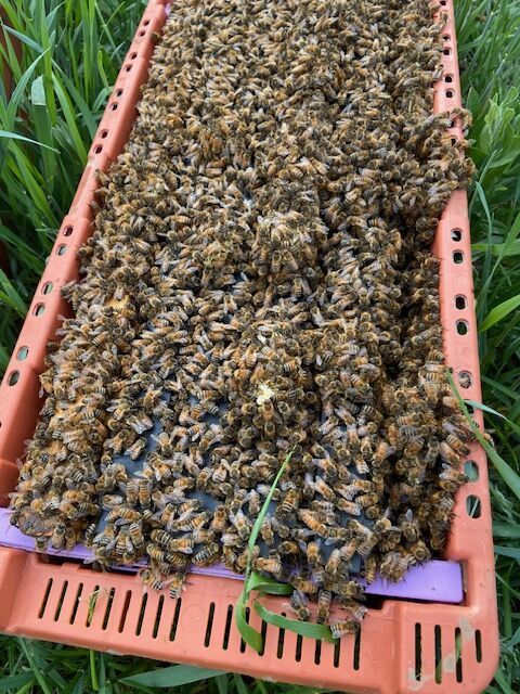 Honeybees, Beekeeping, Bees - Nucs