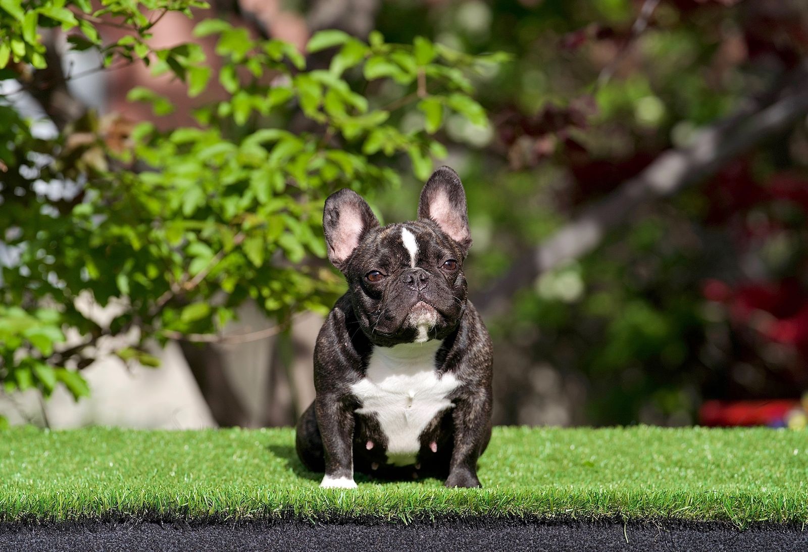 French Bulldog