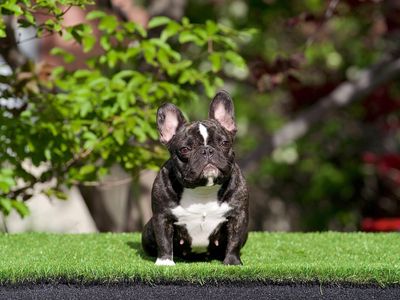 French Bulldog