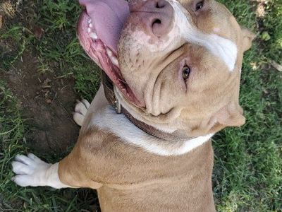 Pocket Bully