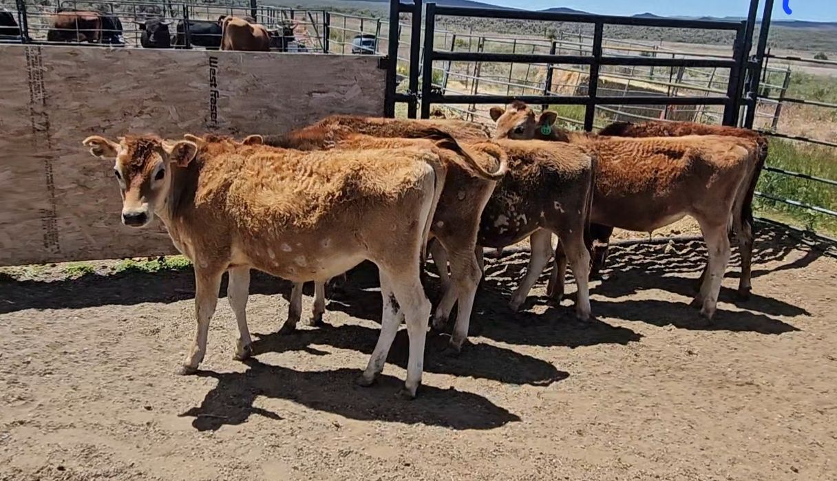 Jersey steers breakaway calves