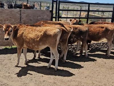 Jersey steers breakaway calves