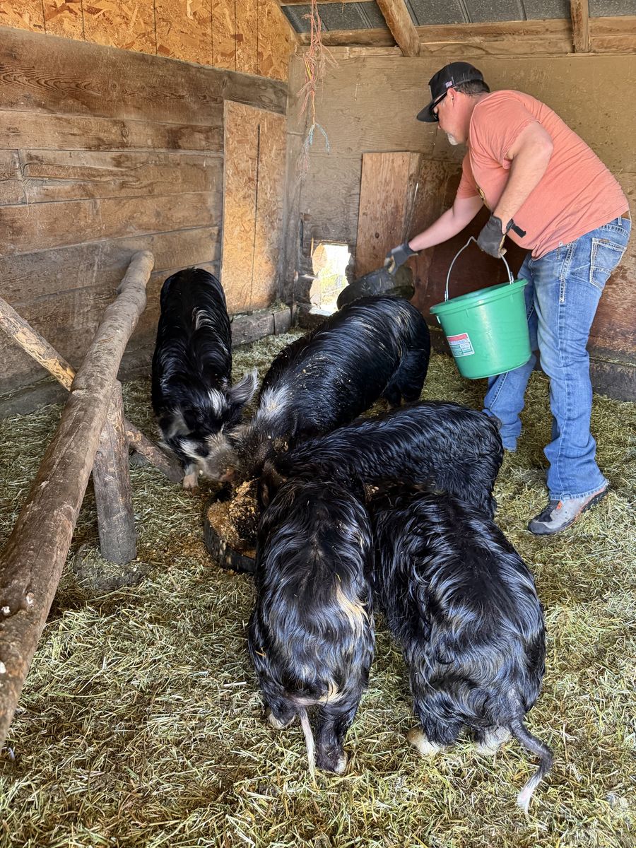 Idaho pasture pigs- breeders and feeders