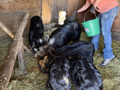 Idaho pasture pigs- breeders and feeders