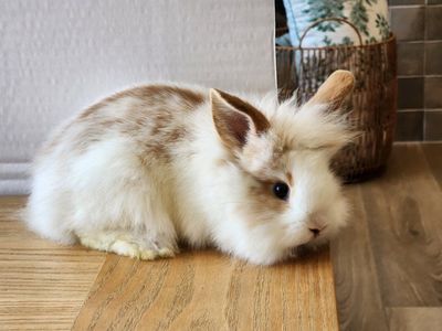 Lion Head mix bunnies