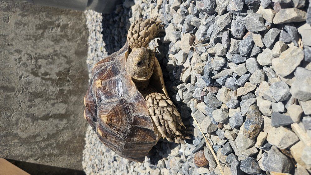 SULCATA TORTOISE BREEDING PAIR