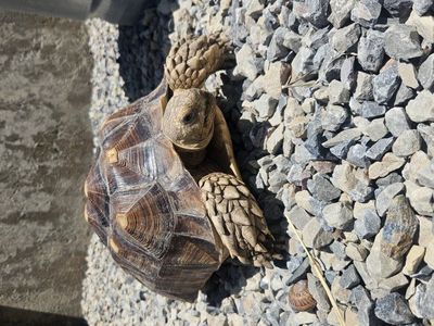SULCATA TORTOISE BREEDING PAIR