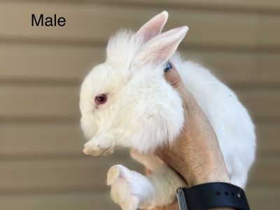 Lionhead Mix Bunnies