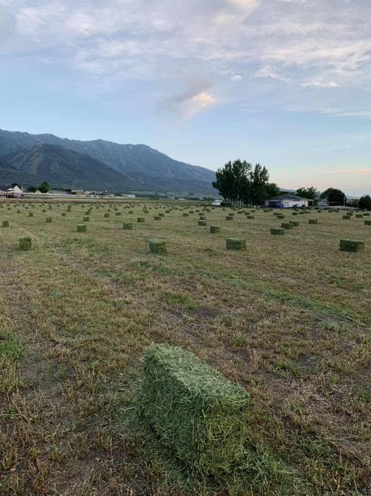 Weed Free Alfalfa Hay