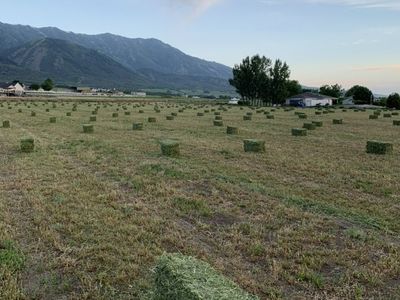 Weed Free Alfalfa Hay