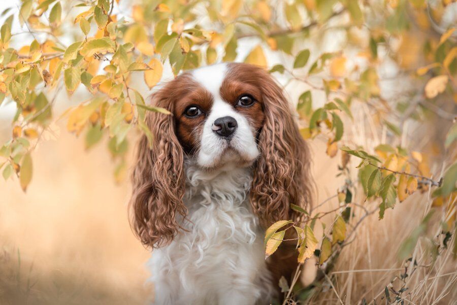 Small Cavalier King Charles stud. AKC DNA OFA.