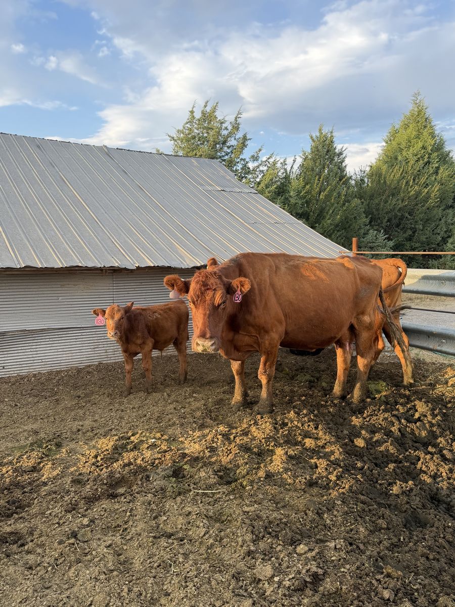 Older Red Angus Cow/Calf pair