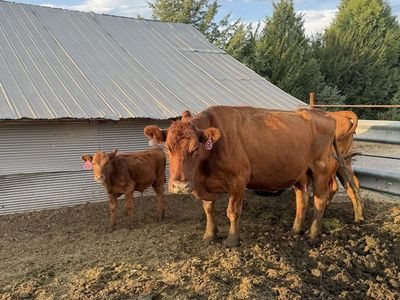 Older Red Angus Cow/Calf pair