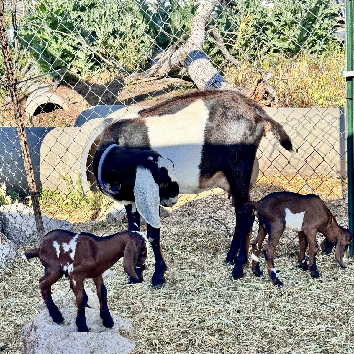 Full Nubian Bucklings Reserve Now