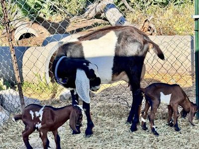 Full Nubian Bucklings Reserve Now