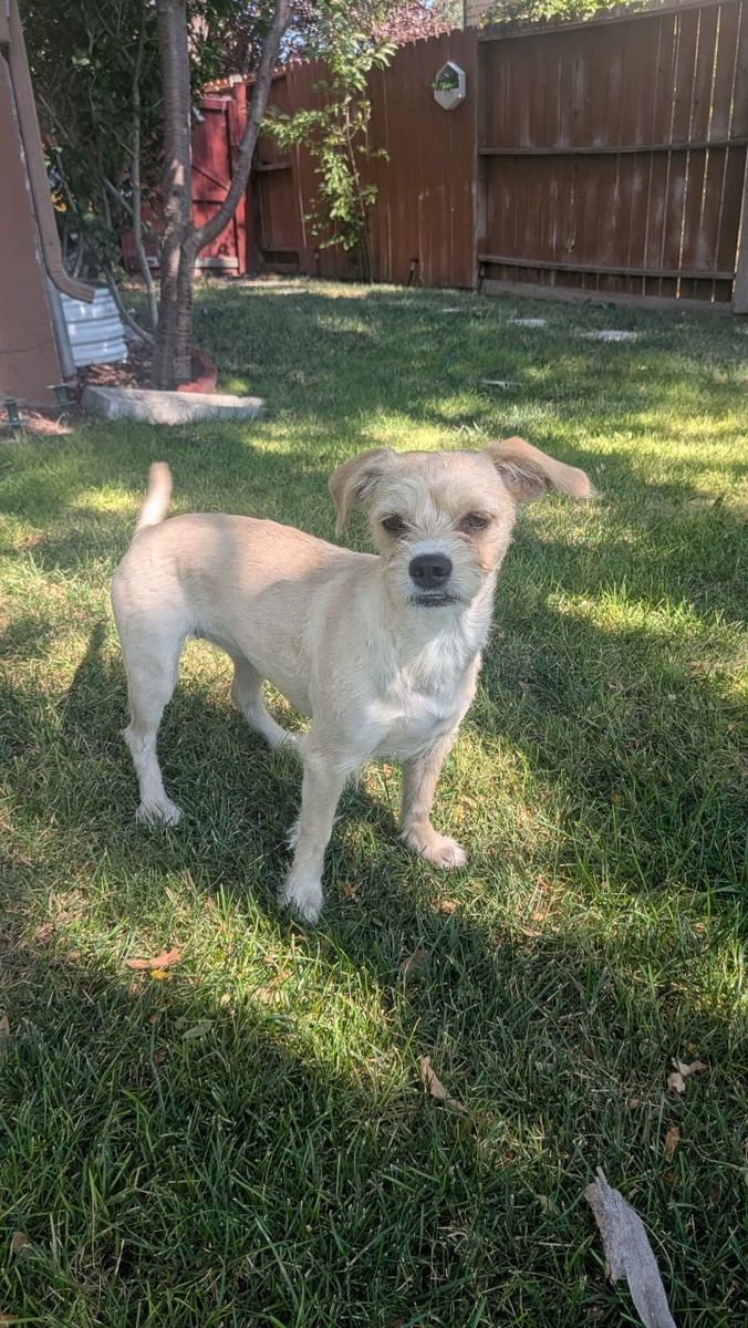  female 8 month Terrier Mix Dog - Small Breed Tan/Cream