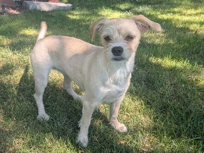 female 8 month Terrier Mix Dog - Small Breed Tan/Cream