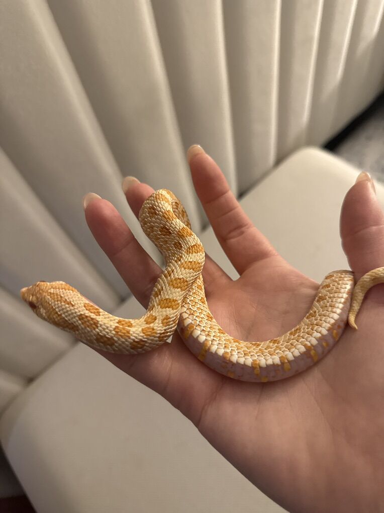Albino Hognose