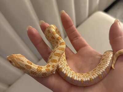 Albino Hognose