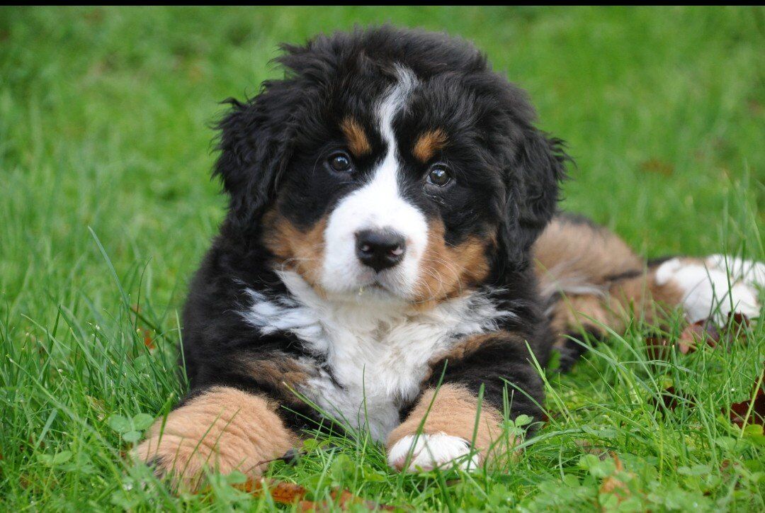 Premium Champion Bernese Mountain puppies, dog