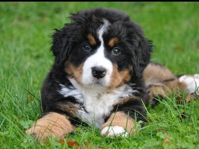 Premium Champion Bernese Mountain puppies, dog
