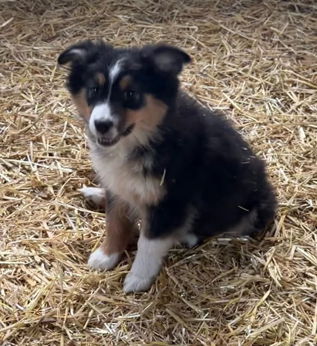 Purebred Standard Australian Shepherd Puppies