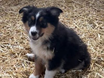 Purebred Standard Australian Shepherd Puppies