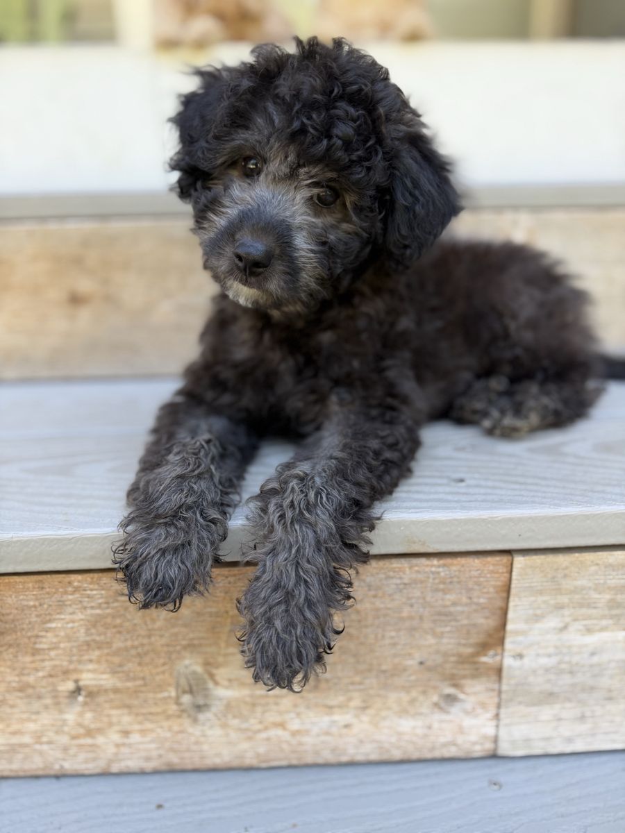 Darling 12 week old Maltipoo Toy Poodle Puppy!!