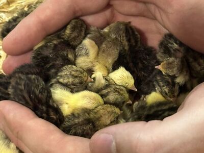 Button Quail Of All Sizes! *SALE!*