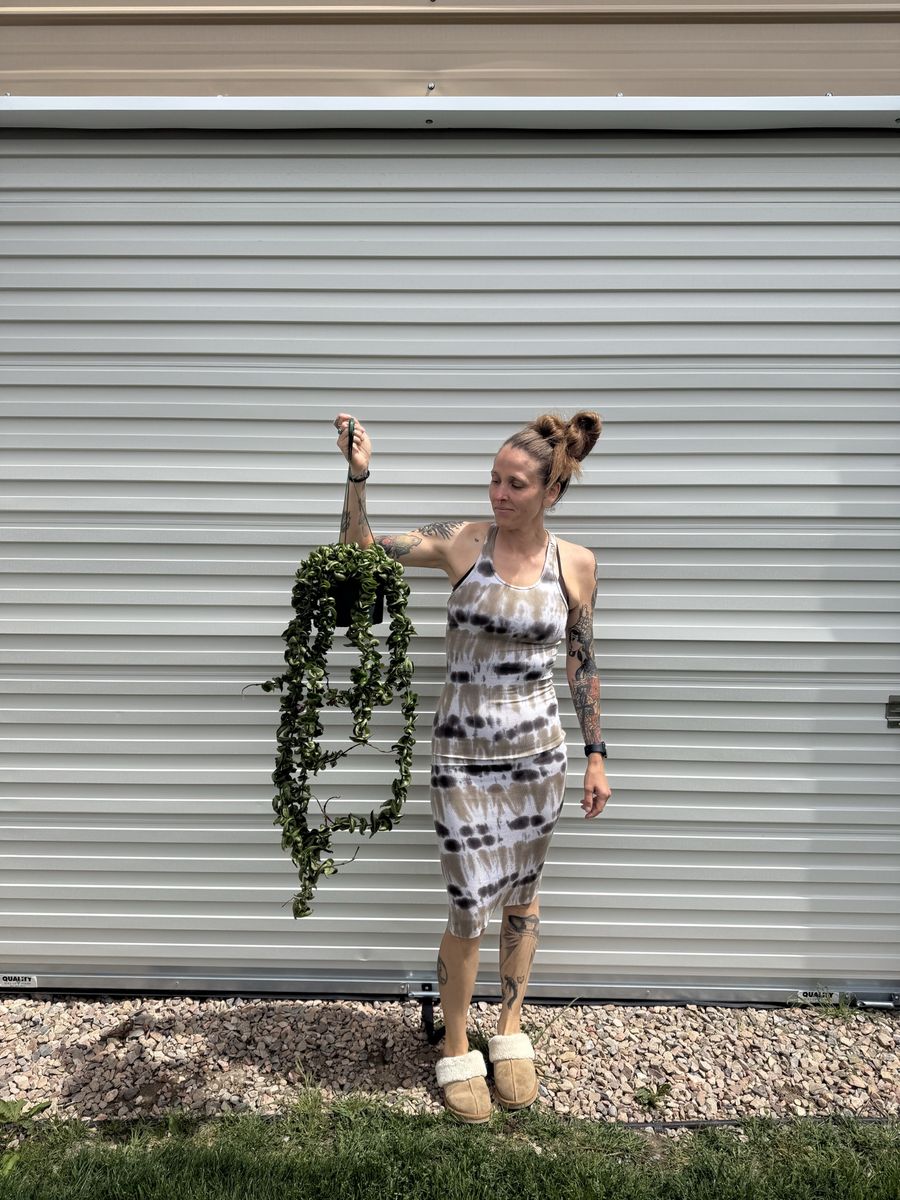 Hoya Hindu Rope Plant XL