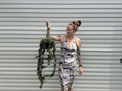 Hoya Hindu Rope Plant XL
