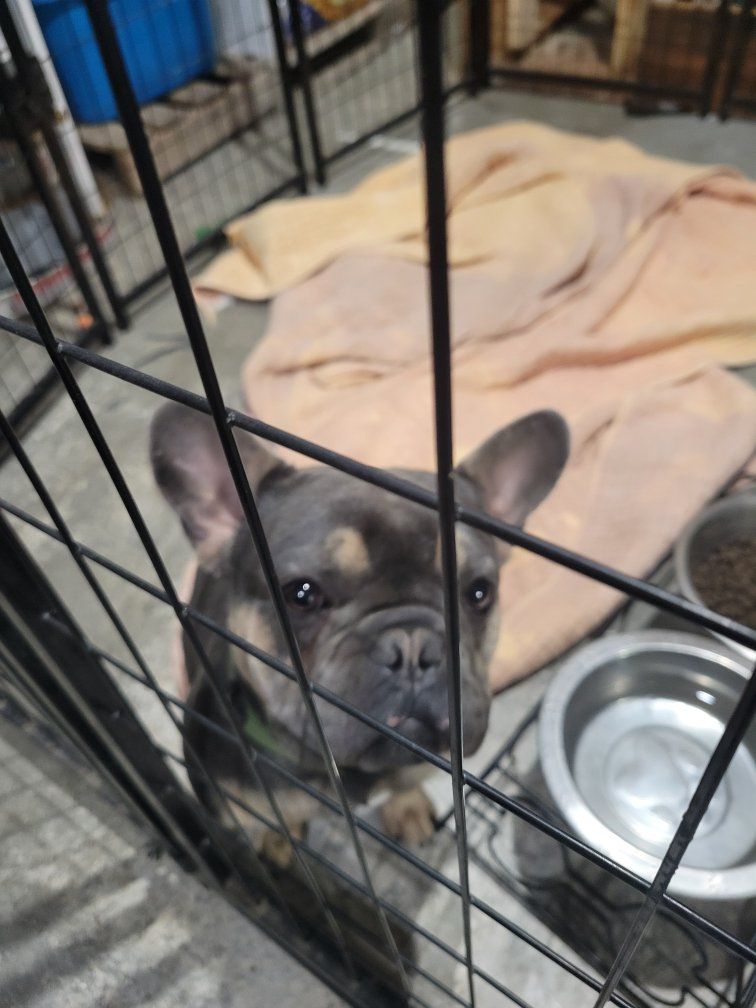 looking to sell my frenchie