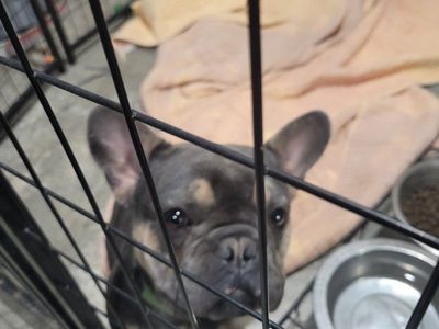 looking to sell my frenchie