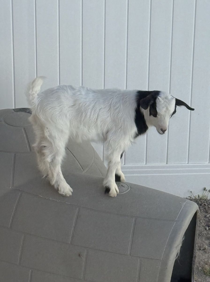 Purebred Mini silkie fainting buck