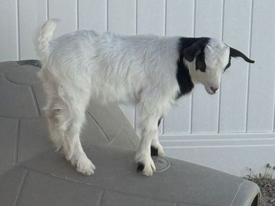 Purebred Mini silkie fainting buck