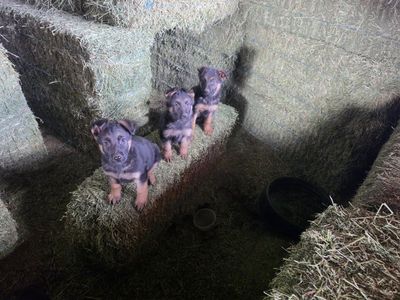 Pure Bred German Shepherd Puppies For Sale