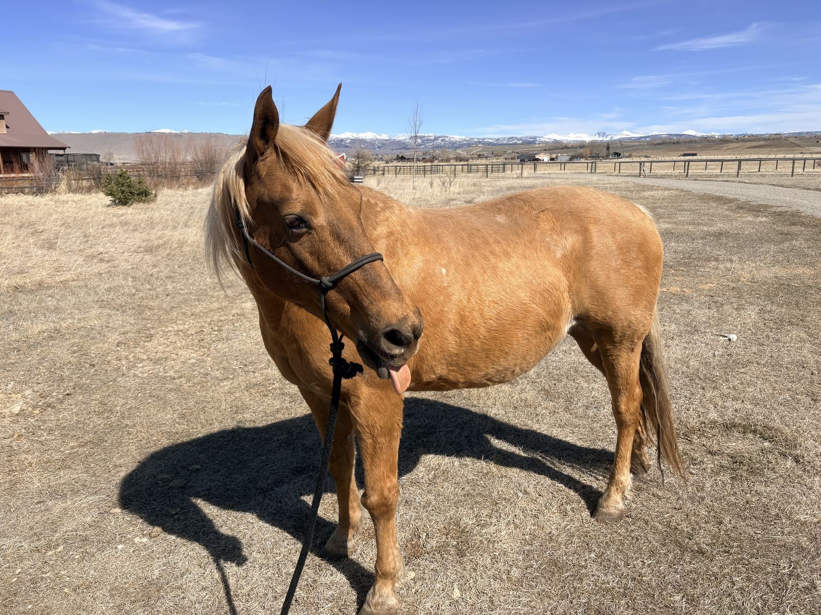 Chocolate Palomino Mare Registered Fox Trotter