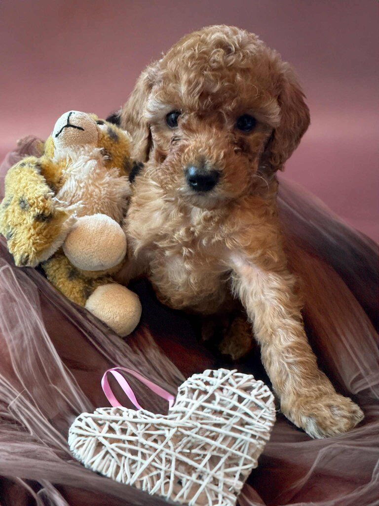 Toy Goldendoodles