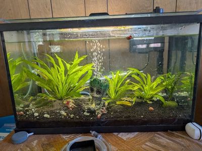 FREE - Fish Tank - 10 Gal
