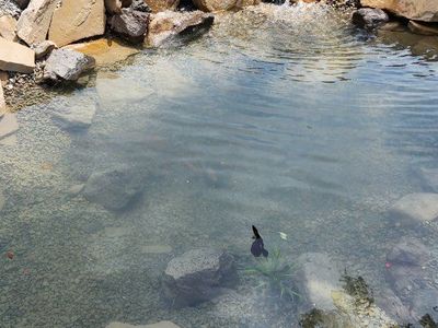affordable ponds, waterfalls, water features.
