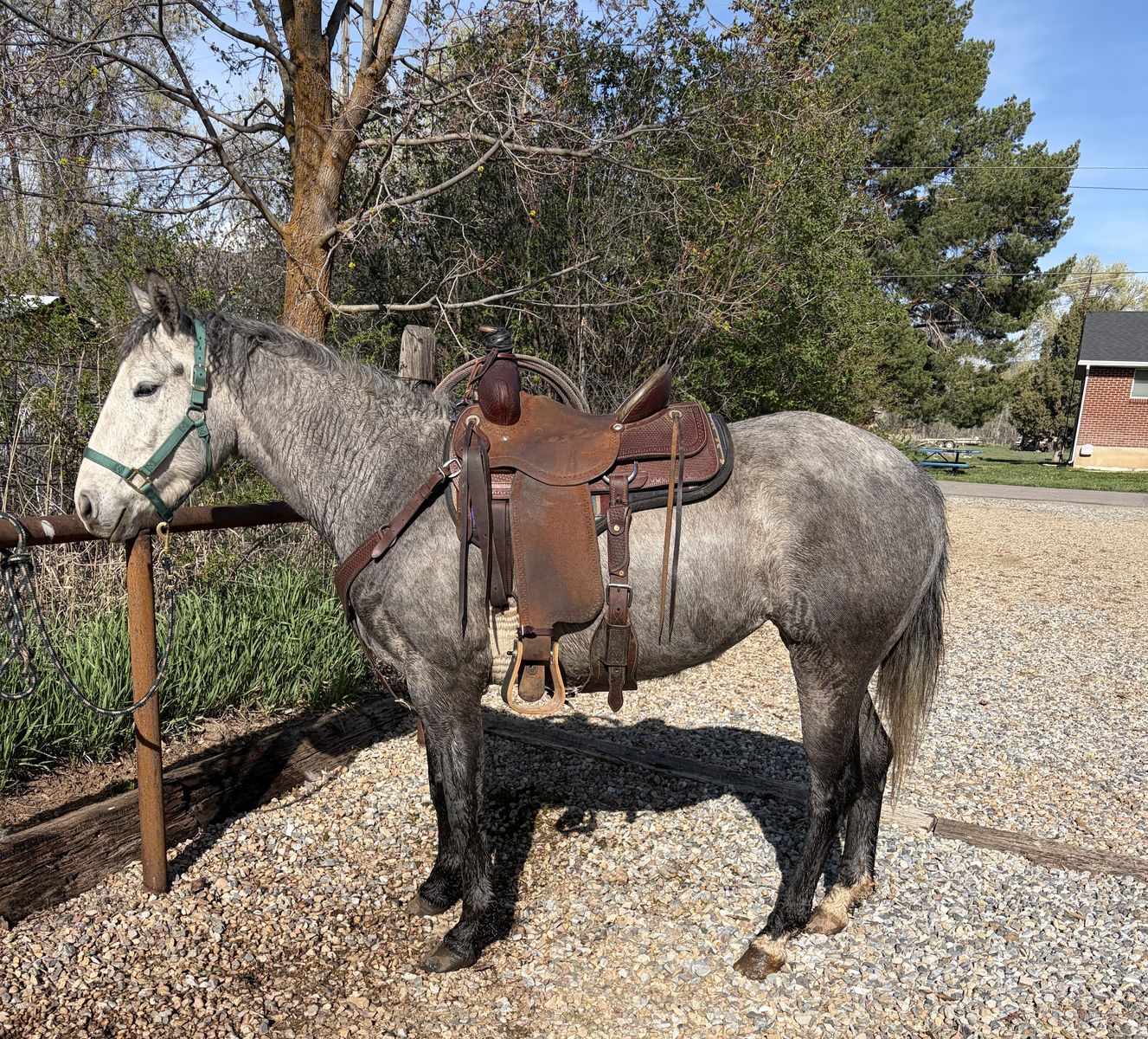 3 Year Old Grey Mare