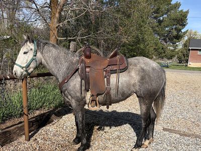 3 Year Old Grey Mare