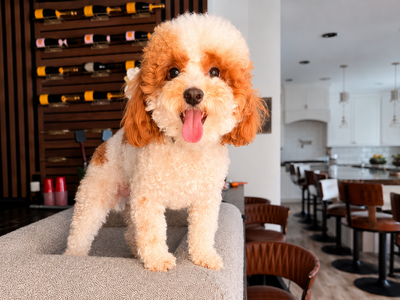 Cute Parti Toy Poodle Stud Beautiful Markings and Excellent Health 7 Pounds