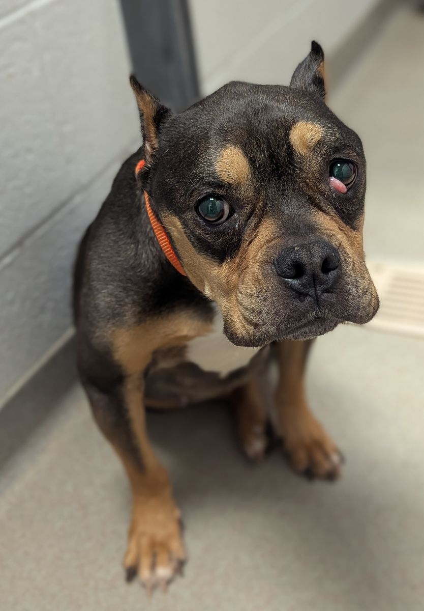 A163188 Lakely is Available for Adoption!